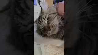 Игривый Мэйн кун