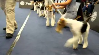 Скэрли Эксклюзив