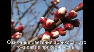 Предчувствие весны!