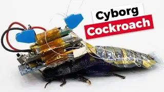 Cyborg Cockroaches Save Your Life | Cyborg Insects | itech study