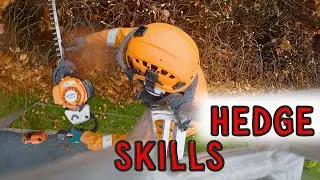 4K Tree Surgeons Reducing Hedges