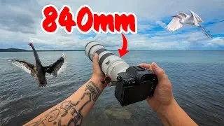 Got really lucky with the BIG lens - Bird photography