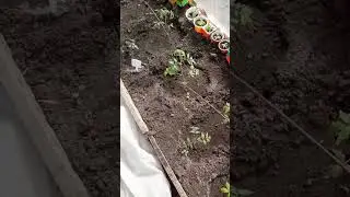 Солнечный Башкортостан - страна вечно зелёных помидоров.