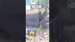 How to remove a stump without chemicals 