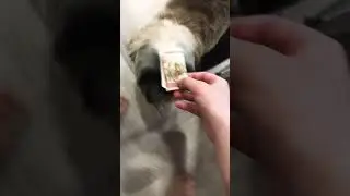 Собака хочет бабки