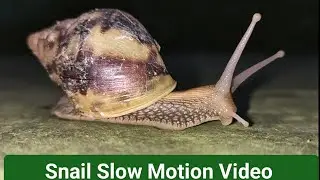 Snails Slow Motion Video | Snail Video 4K | Snails Creeping  ‎@Technophotography 