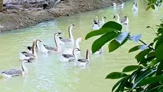 @Fighter Rooster Aseel  #my rooster #gooses# pets in my farm #fighter rooster videos