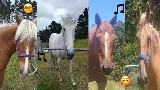 What I imagine the horses sound like 😍