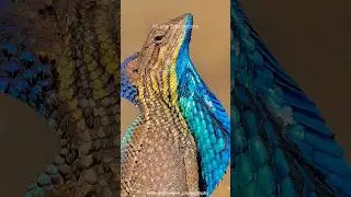 The Fan-throated Lizard: A Natural Wonder of India
