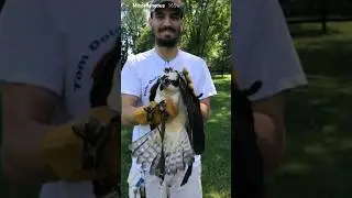 Raptor Rehab #raptors #nature #naturelovers #hawks #falcons #owls
