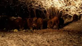 Wild boars dinner in Estonia (Full HD 1080p)