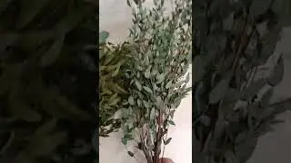 Виды стабилизированных эвкалиптов в наличии.