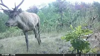 Esemplare di cervo di grossa stazza