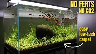 SIMPLE AF | Low-Tech Planted Aquarium | Aquascaping