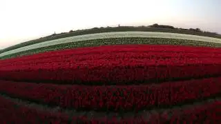 Fly Above Tulips