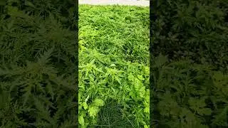 Когда не был на огороде неделю! 🤣 #дача #garden #огород #сад
