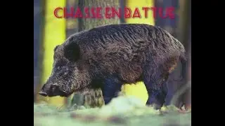 CHASSE EN BATTUE  AUX SANGLIERS ET CHEVREUILS 2024