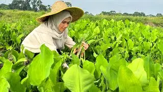 CARI SAYUR LIAR GENJER DI SAWAH DAN MASAK BELACAN PEDAS | Pucuk paku rawan sangat sedap!