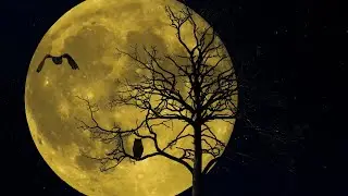 Peaceful 1 Hour of  Owl Sound in The forest White Noise