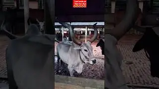 Mayapur Giant Cow 😳 