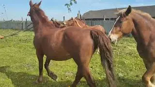 Привели кобылу к жеребцу и началось