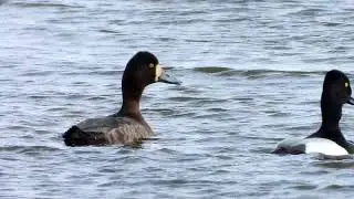 Lesser Scaup pair at Tucklesholme Quarry, Staffs, 21-04-2022