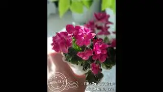 ЛЕ-Фруктовая Мармеладка