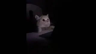 Милый красивый Котеночек смотрит на Ноутбук и внезапно он Пугается!:D