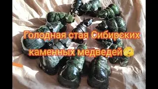 Голодная стая Сибирских каменных медведей🫣
