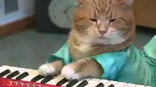 Прикол с кошкой
