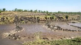 Wildebeest Migration Time-lapse