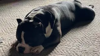 American bully Topics of discussion STRAIGHT STIFLES