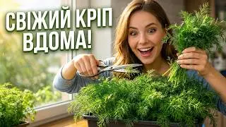Вирощування кропу на підвіконні 🌿 Легко, швидко і ШВИДКО
