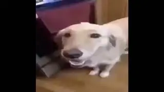 BUTTER_DOG.MP4