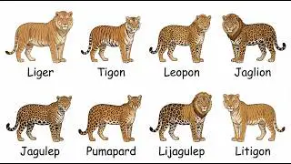 Every Hybrid Big Cat Explained (From Ligers to Rare Multi-Generation Hybrids)
