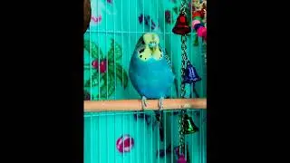 Blorbs - Teal Wing