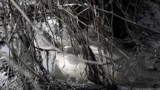 SUPRA NATURA TRAILER - ERASERHEAD VERSION