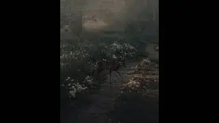 Wapiti