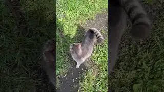 Маркиза ждала нас с прогулки #cat #весна #funnyanimals