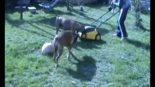 urko, bao et la tondeuse.wmv
