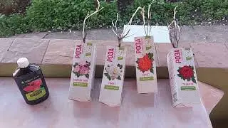 Купил розы из магазина светофор и посадил их на даче🚦🌹