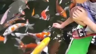 Ngintip kolam koi... Mantull...!!!!