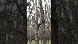 Две сосны