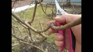 My pruning of panicle hydrangea.
