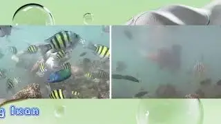 Bathing With Fish