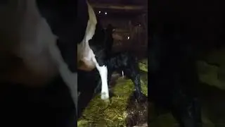 ТОлько родилась - уже стоит и кушать хочется#shorts# Прибавление в хозяйстве.