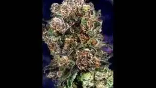 Ludacris-Blue Berry Yum Yum