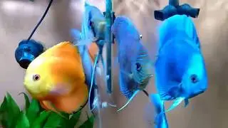 Дискусы моего приятеля.