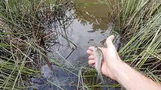 Підлящик. Спіймав-відпустив.