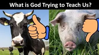 Forbidden Foods in the Bible Explained | Leviticus 11 | Jewish Dietary Laws